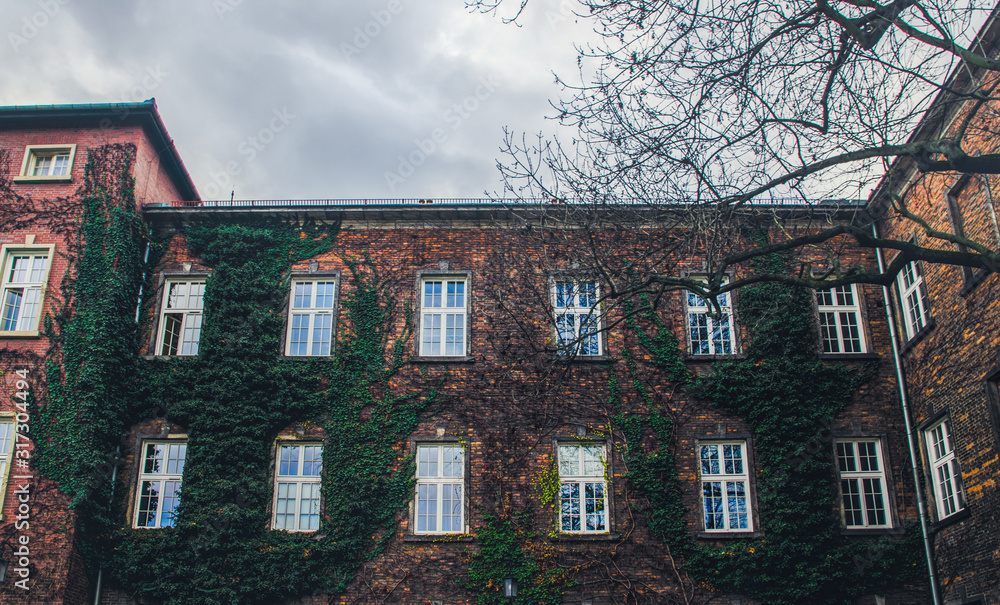 Fototapeta premium Old brick house facade overgrown with green ivy. Old house in England