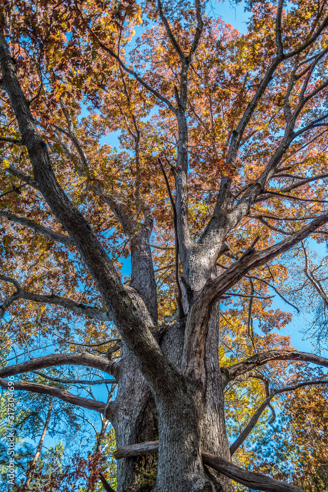 Fototapeta premium Big old tree in autumn