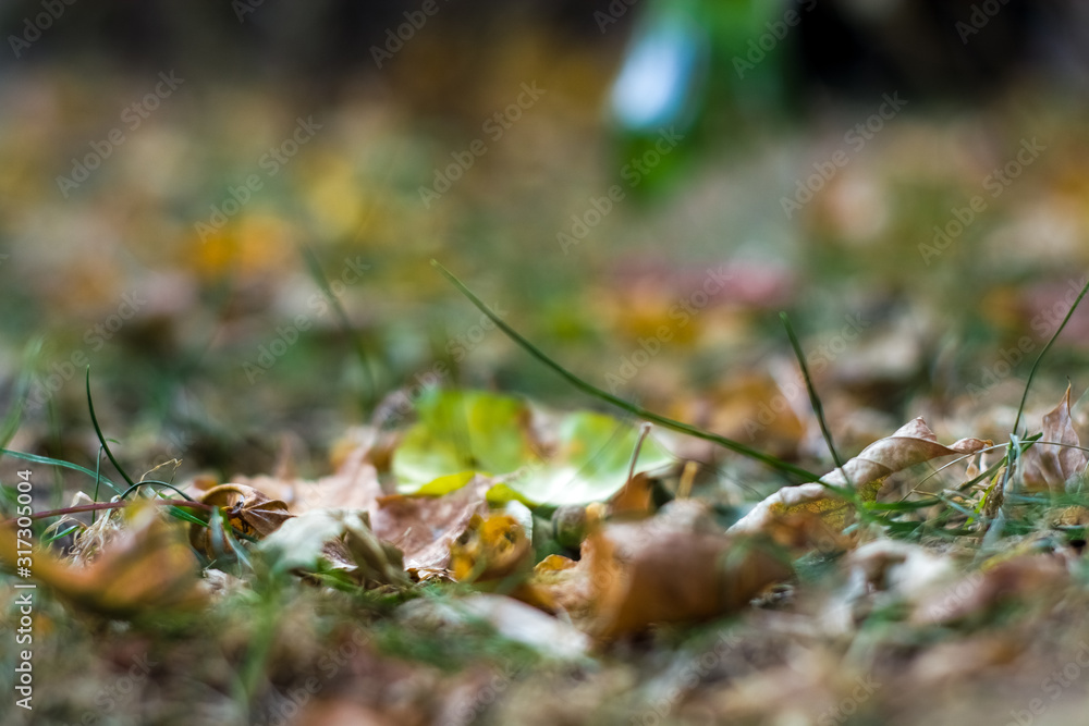Fototapeta premium Background or texture from fallen yellowed autumn leaves.