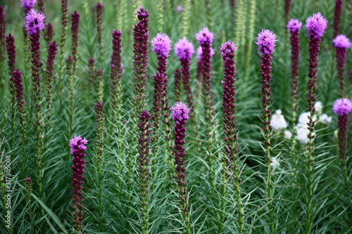 A large number of inflorescences of a liatris begins to blossom in small violet flowers.