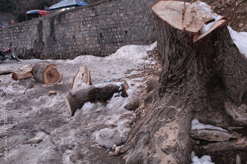 Wallpaper Mural Woods, Log Torontodigital.ca