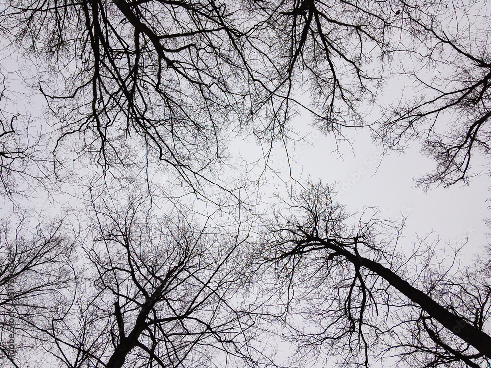 The tops of the trees against the background of a lead gray cloudy sky in winter. The tops of the trees against the background of a lead gray cloudy sky in winter.