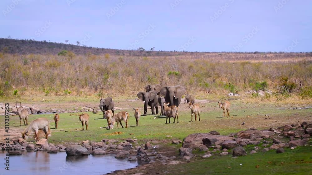 African bush elephant in Kruger National park, South Africa African bush elephant in Kruger National park, South Africa