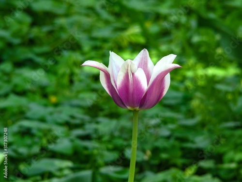 Two-tone white tulip with lilac on a background of greenery.