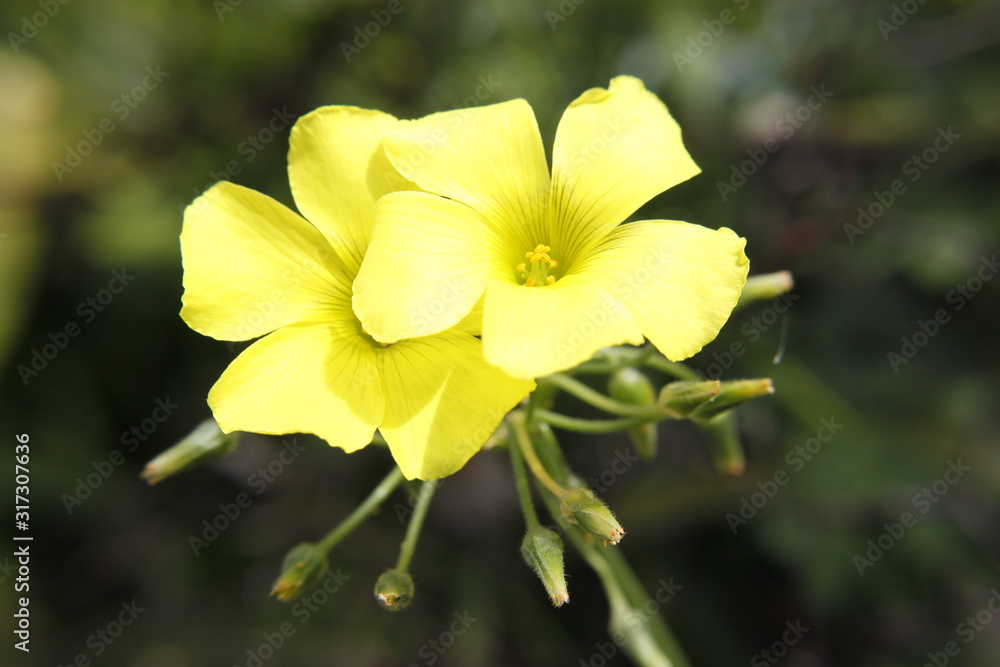 close up of a yellow flower in the garden close up of a yellow flower in the garden