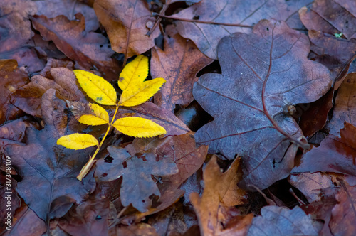 colored autumn leaves in nature