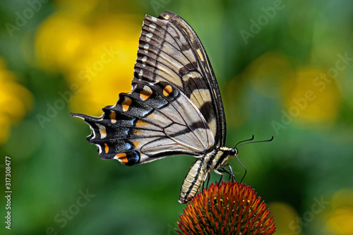 Photography Papilio glaucus or eastern tiger swallowtail on Echinacea flower