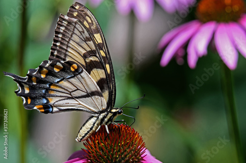 Papilio glaucus or eastern tiger swallowtail on Echinacea flower. The butterfly is a swallowtail butterfly native to eastern North America. Echinacea is an herbaceous plant in the daisy family. 