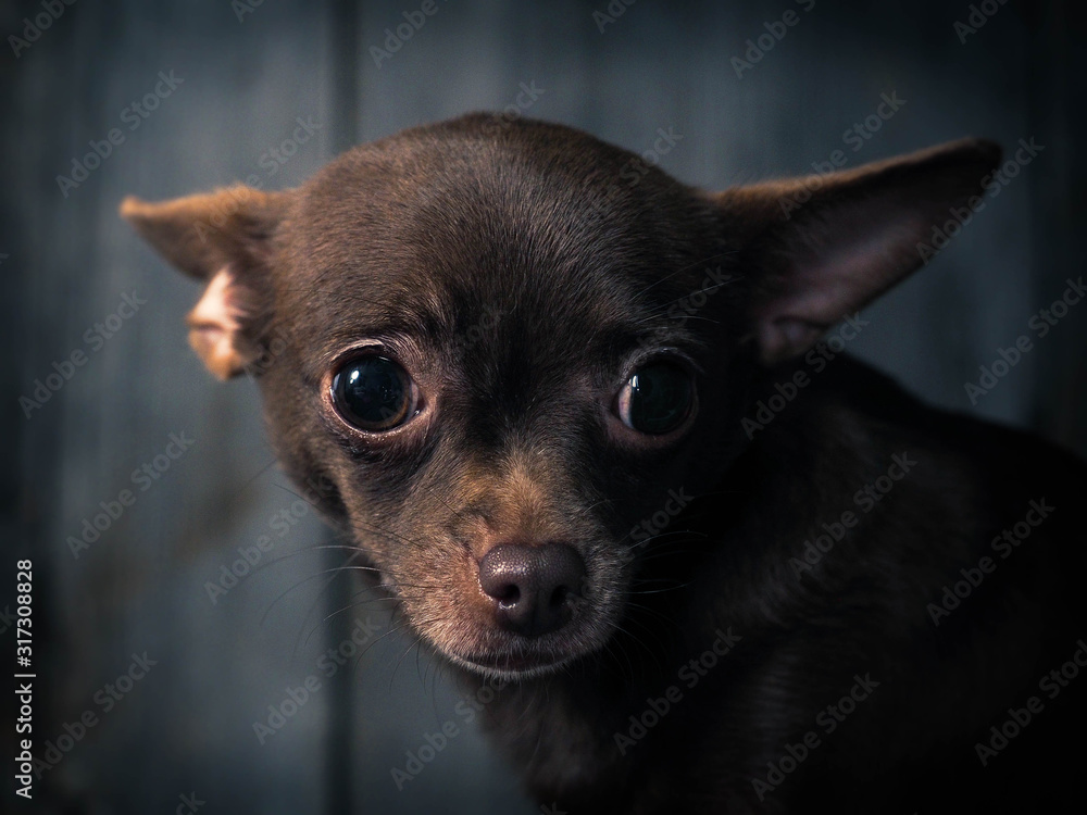 Always sad and unhappy appearance of a Chihuahua dog Always sad and unhappy appearance of a Chihuahua dog