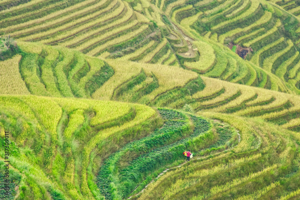 rice terraces with farmer