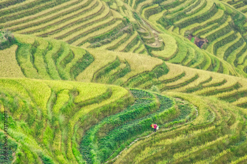 rice terraces with farmer © mschauer