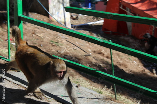Wallpaper Mural Monkey Torontodigital.ca