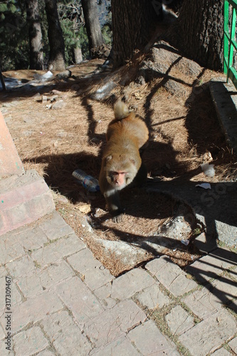 Wallpaper Mural Monkey Torontodigital.ca