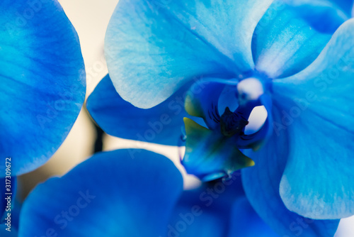 Petali di orchidea blu photo