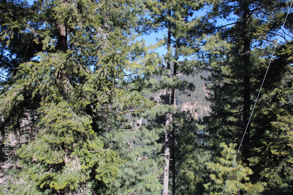 Fototapeta premium Trees All Around