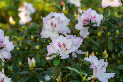 Blooming azaleas in the botanical garden  blossoming flowers on the bushes in greenhouse