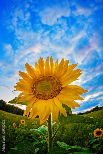 Sunflower