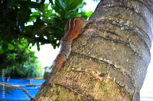 Indian palm squirrel or three-striped palm squirrel  is a species of rodent in the family Sciuridae found naturally in India (south of the Vindhyas) and Sri Lanka.  photo