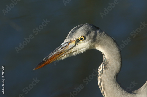 A head shot of a hunting Grey Heron, Ardea cinerea, standing at the edge of a lake. 