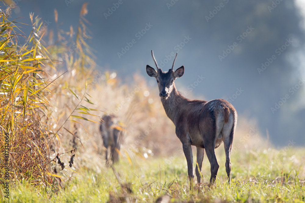 Young red deer in forest on foggy morning Young red deer in forest on foggy morning