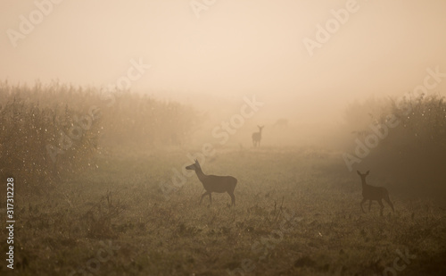 Herd of female red deers in forest on foggy morning