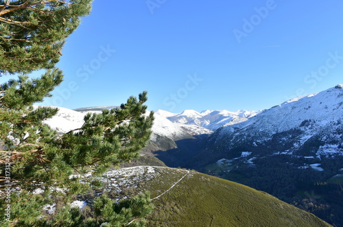 Winter landscape with snowy mountains, green valley, pine tree and blue sky. Ancares, Lugo, Galicia, Spain. photo