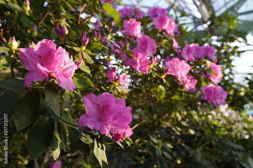 Blooming azaleas in the botanical garden, blossoming flowers on the bushes in greenhouse
