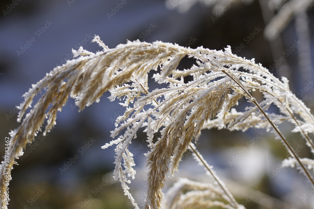 Makro Aufnahmen von gefrorenen Blättern mit Frost Makro Aufnahmen von gefrorenen Blättern mit Frost