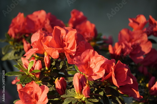 Blooming azaleas in the botanical garden, blossoming flowers on the bushes in greenhouse