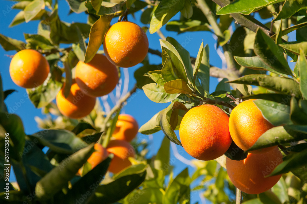 Tarocco oranges on tree against a blue sky during harvest season Tarocco oranges on tree against a blue sky during harvest season