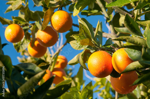 Tarocco oranges on tree against a blue sky during harvest season