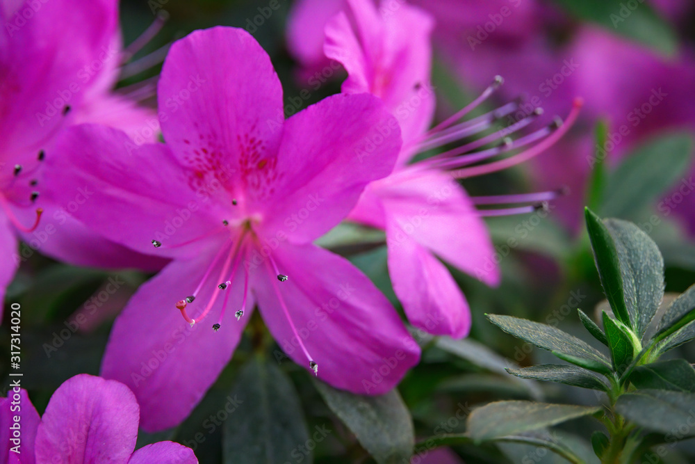 Blooming azaleas in the botanical garden, blossoming flowers on the bushes in greenhouse Blooming azaleas in the botanical garden, blossoming flowers on the bushes in greenhouse