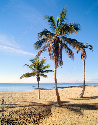 Palmen am Strand von Arrecife Lanzarote © janvier