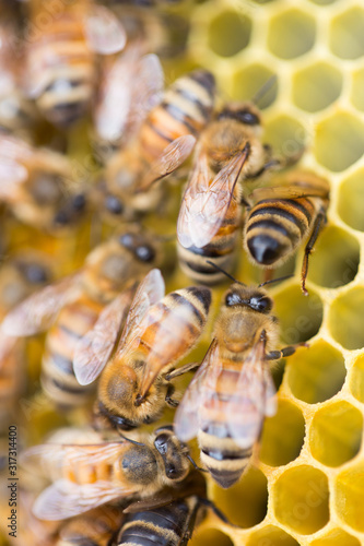 honey bees on a beehive