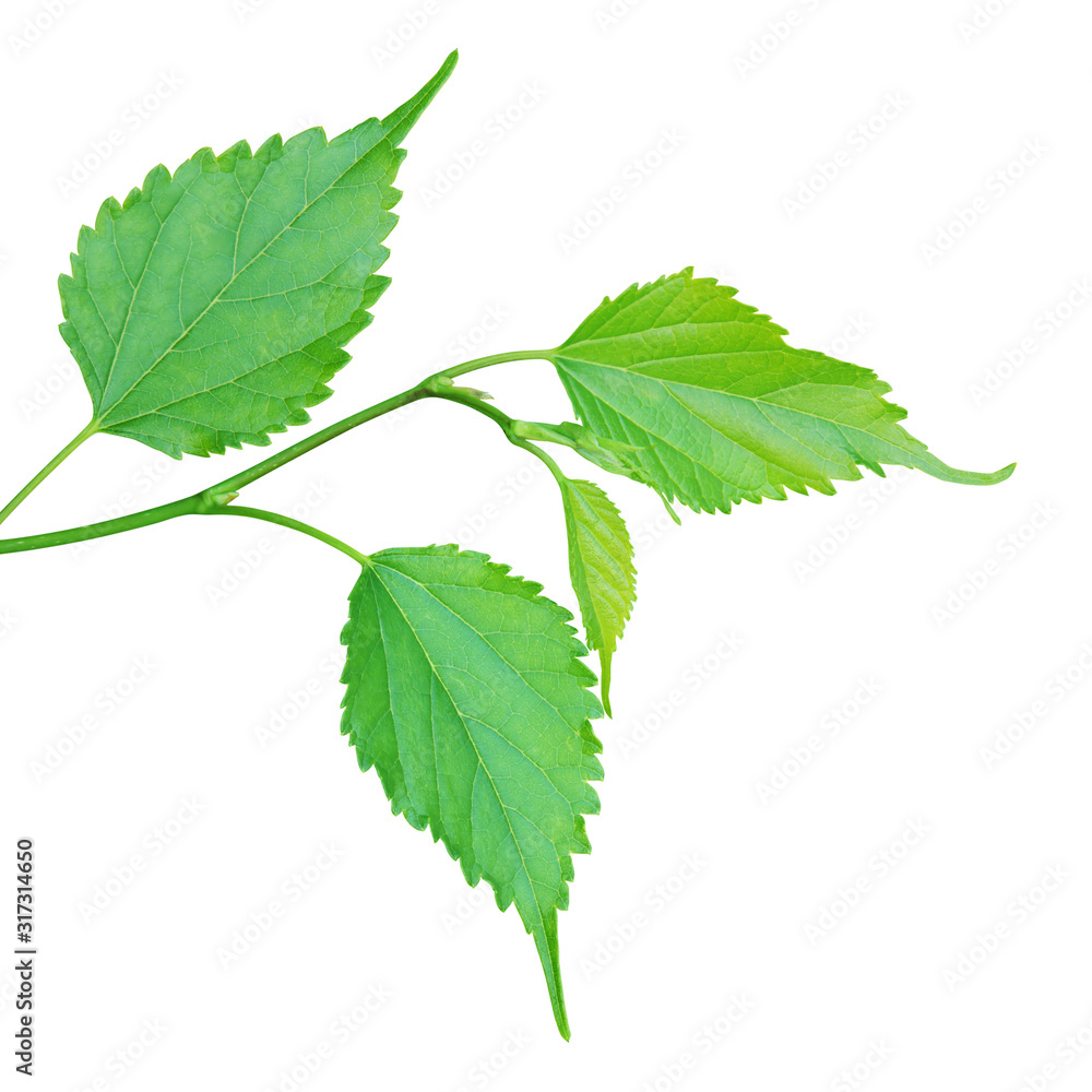 Fresh Green Leaves of Morus nigra L., Black Mulberry Tree Isolated on White Background Fresh Green Leaves of Morus nigra L., Black Mulberry Tree Isolated on White Background