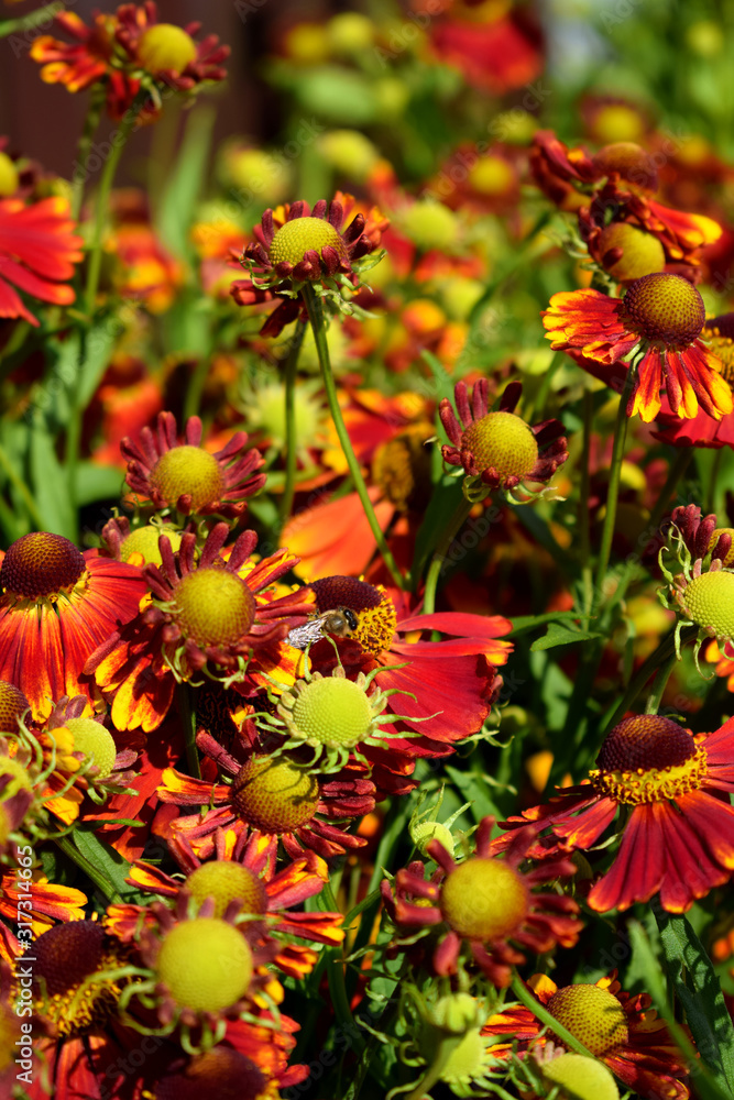Red helenium flowers blooming under sun rays in garden Red helenium flowers blooming under sun rays in garden