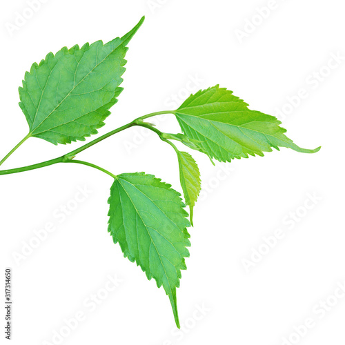 Fresh Green Leaves of Morus nigra L., Black Mulberry Tree Isolated on White Background
