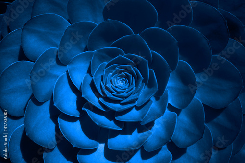 Trend color 2020 classic blue, top view, layout for design. Succulent plant flower in trendy blue color. Trendy color concept of the year, classic blue background. Decor houseplants. photo