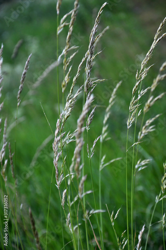 In the meadow among grasses grows ryegrass (Arrhenatherum elatius).