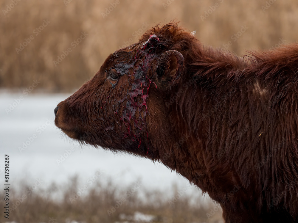 Young bull has horn growing and blood is flowing. Period of illness. Young bulls graze on snow-covered field near river. Cows eat hay in snow Young bull has horn growing and blood is flowing. Period of illness. Young bulls graze on snow-covered field near river. Cows eat hay in snow