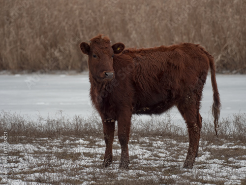 Young bull has horn growing and blood is flowing. Period of illness. Young bulls graze on snow-covered field near river. Cows eat hay in snow 