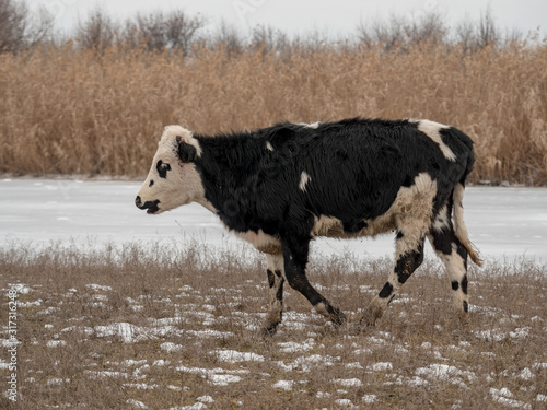 Young bull graze on snow-covered field near river. Cows eat hay in snow © galitsin