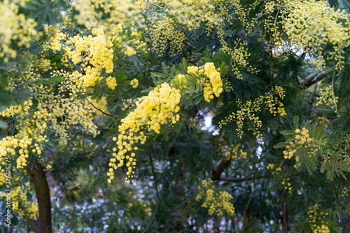 Gazia or acacia farnesiana or mimosa or vachellia farnesiana or yellow popinac or huisache tree are the names of a small tree of the nature. photo