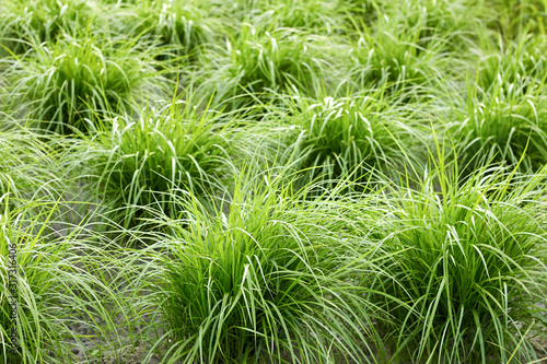 Tiger nut, earth almond plant growing outdoors on bed in the garden or field, closeup, copy space. Vegan food and organic agriculture concept