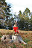 Portrait of a beautiful belgian shepherd malinois dog in red clothes on nature among the forest on a stump