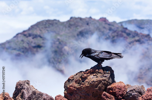 Common raven, Corvus corax, Caldera de Taburiente National Park, La Palma island, Canary Islands, Spain, Europe, Unesco Biosphere Reserve