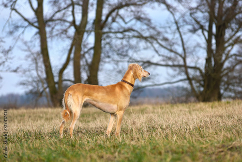 Hunting dog on a rural field background