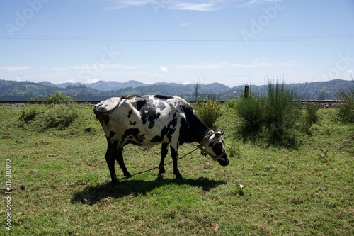 cows on pasture