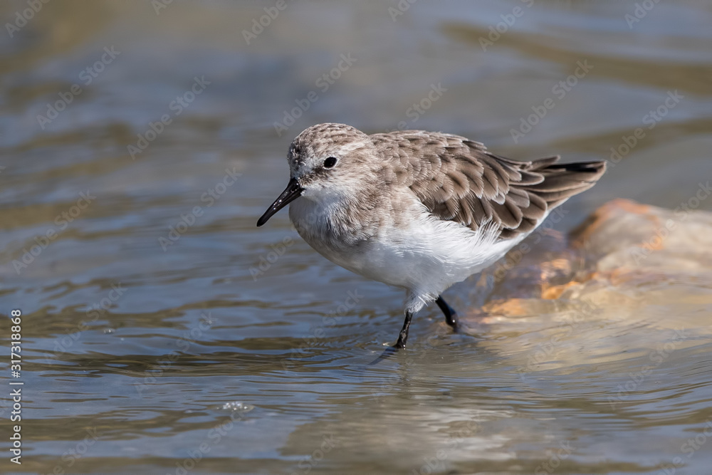Obraz premium Little Stint Wading