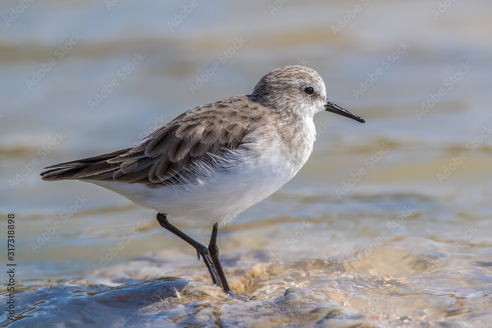 Little Stint Wading Little Stint Wading
